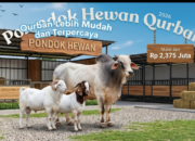 Daftar Harga Domba dan Sapi Qurban Bandung 1447 H Jelang Idul Adha 2026, Mulai 2 Jutaan!