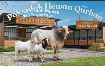 Daftar Harga Domba dan Sapi Qurban Bandung 1447 H Jelang Idul Adha 2026, Mulai 2 Jutaan!