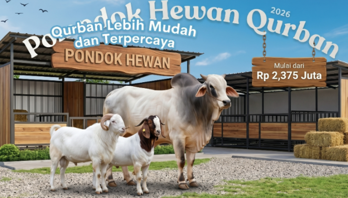 Daftar Harga Domba dan Sapi Qurban Bandung 1447 H Jelang Idul Adha 2026, Mulai 2 Jutaan!